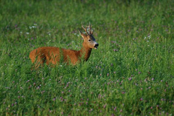 Az idegeimre mész....