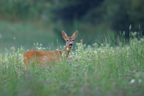 Virágok közt, veled lenni...
