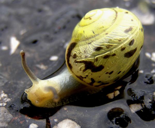 Száguldás az esőben