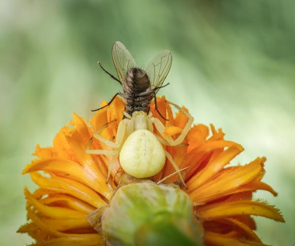 Kötöttfogású bírkózás