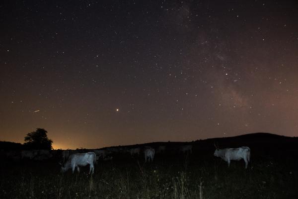 Szürkék a Tejút alatt