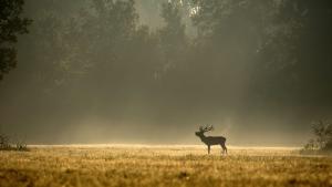 Gőzölgő bika Gőzölgő bika