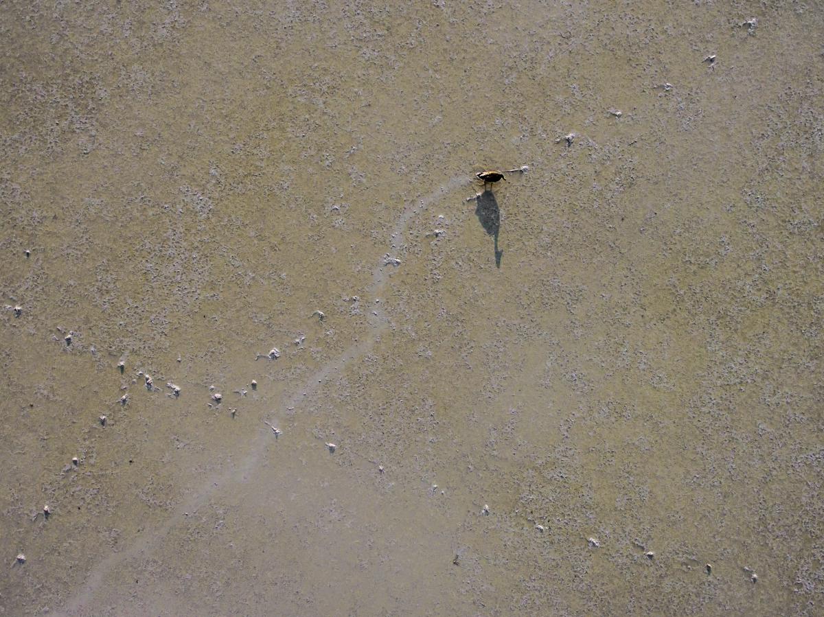 Koncz-Bisztricz Tamás