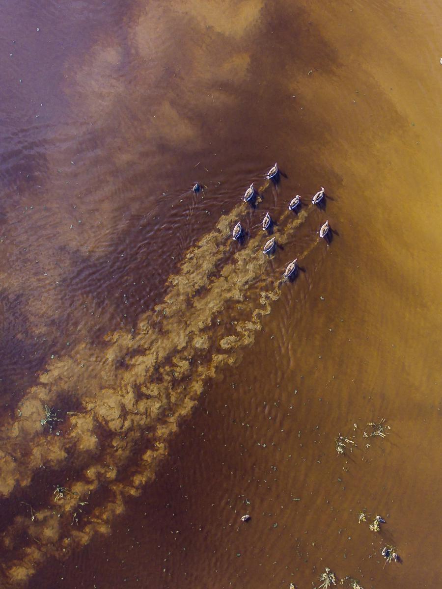 Koncz-Bisztricz Tamás