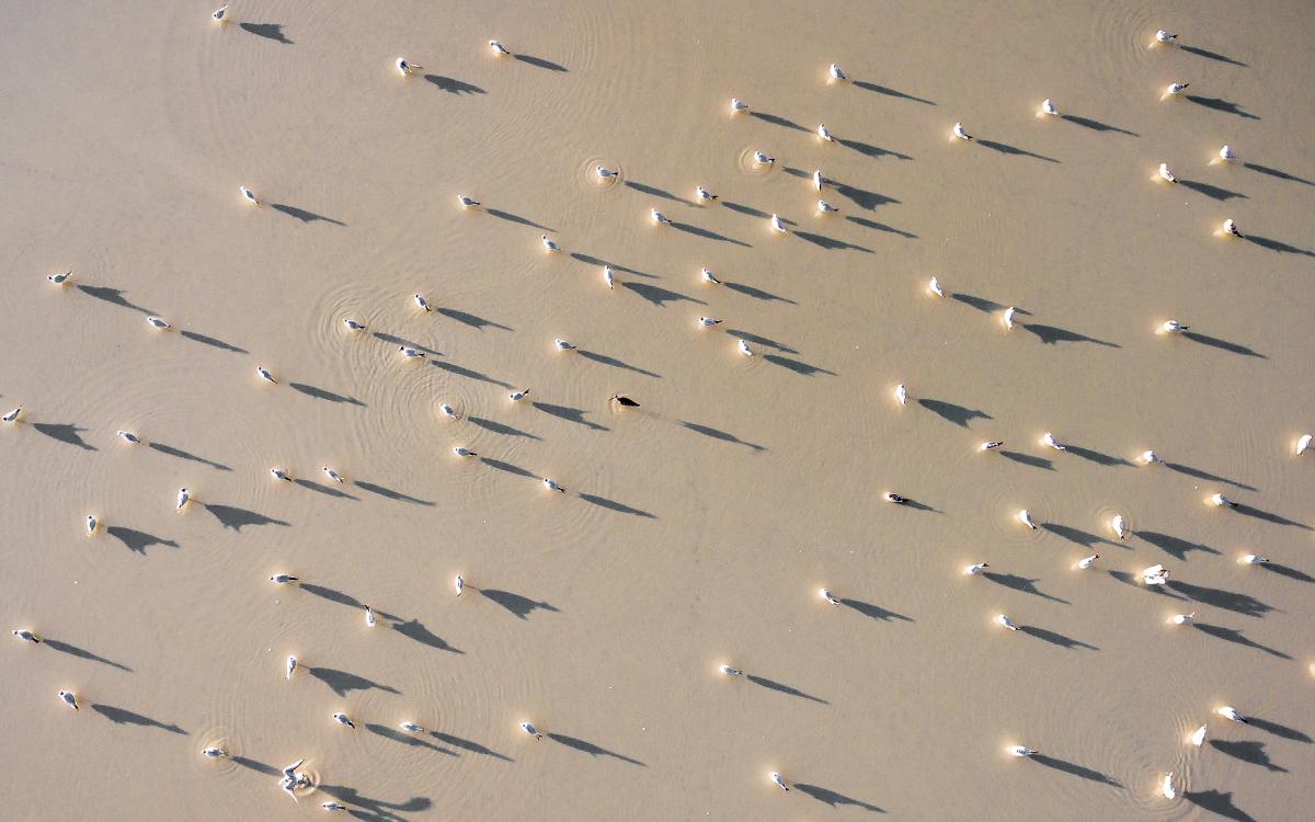 Koncz-Bisztricz Tamás