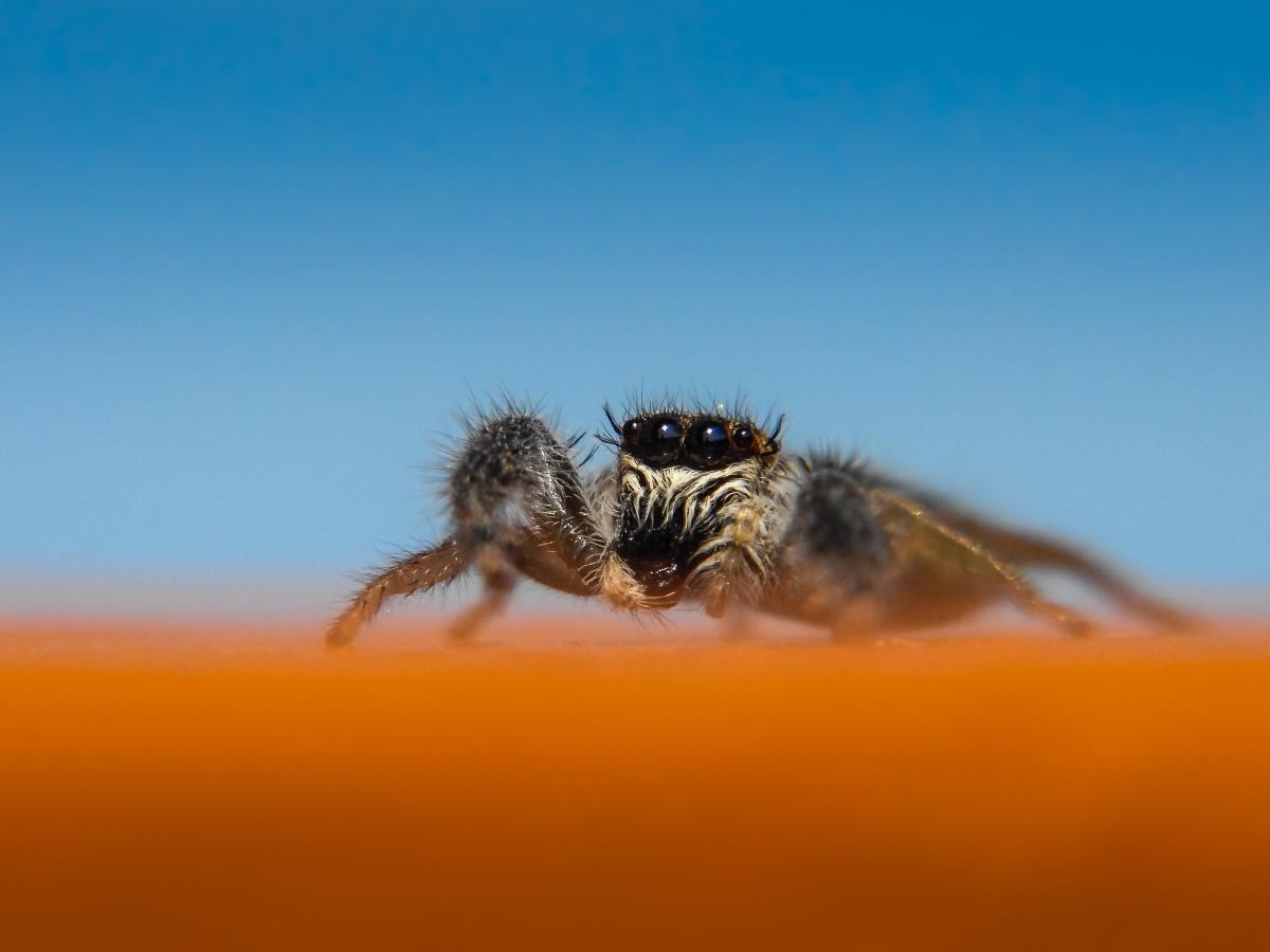 Koncz-Bisztricz Tamás