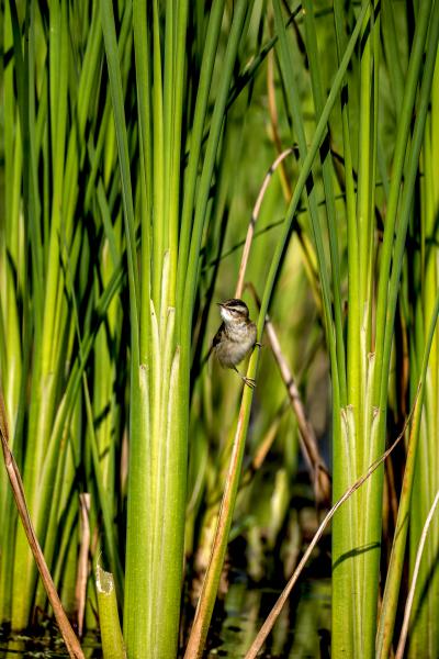 Egy apróság birodalma