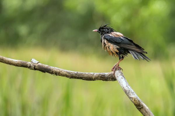Szárítkozó vándor
