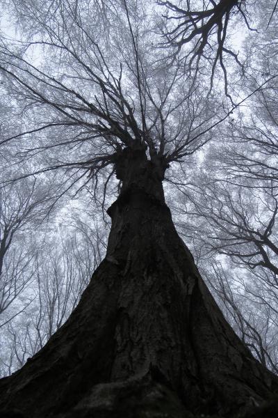 Ent