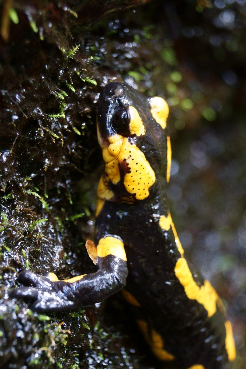 Kalmár Lajos Gábor