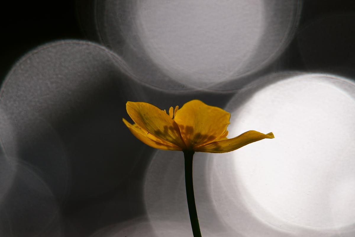 Kalmár Lajos Gábor