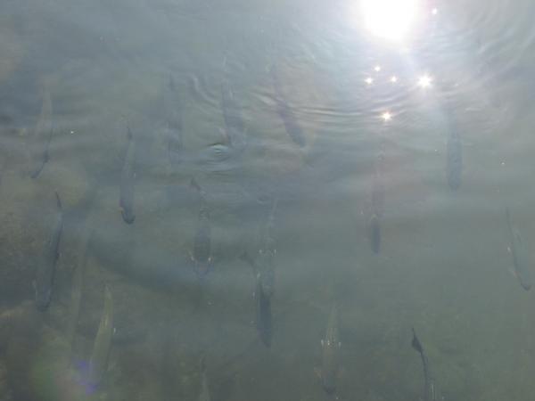 Napfürdőző halacskák