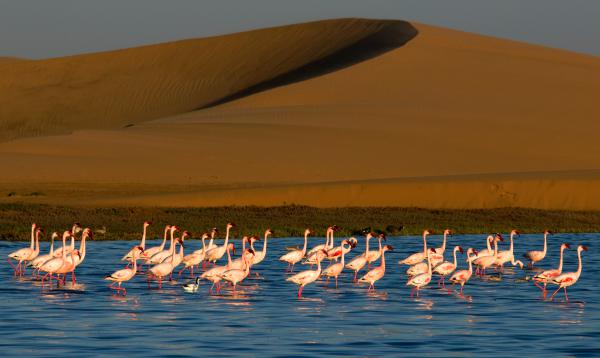 Flamingók a dűnénél