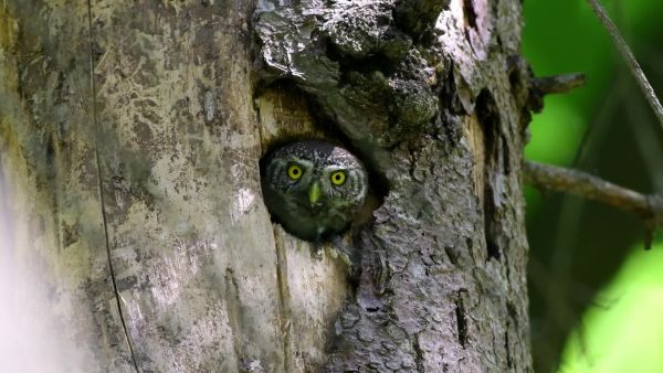 Törpekuvik fészkelés a Kőszegi hegységben