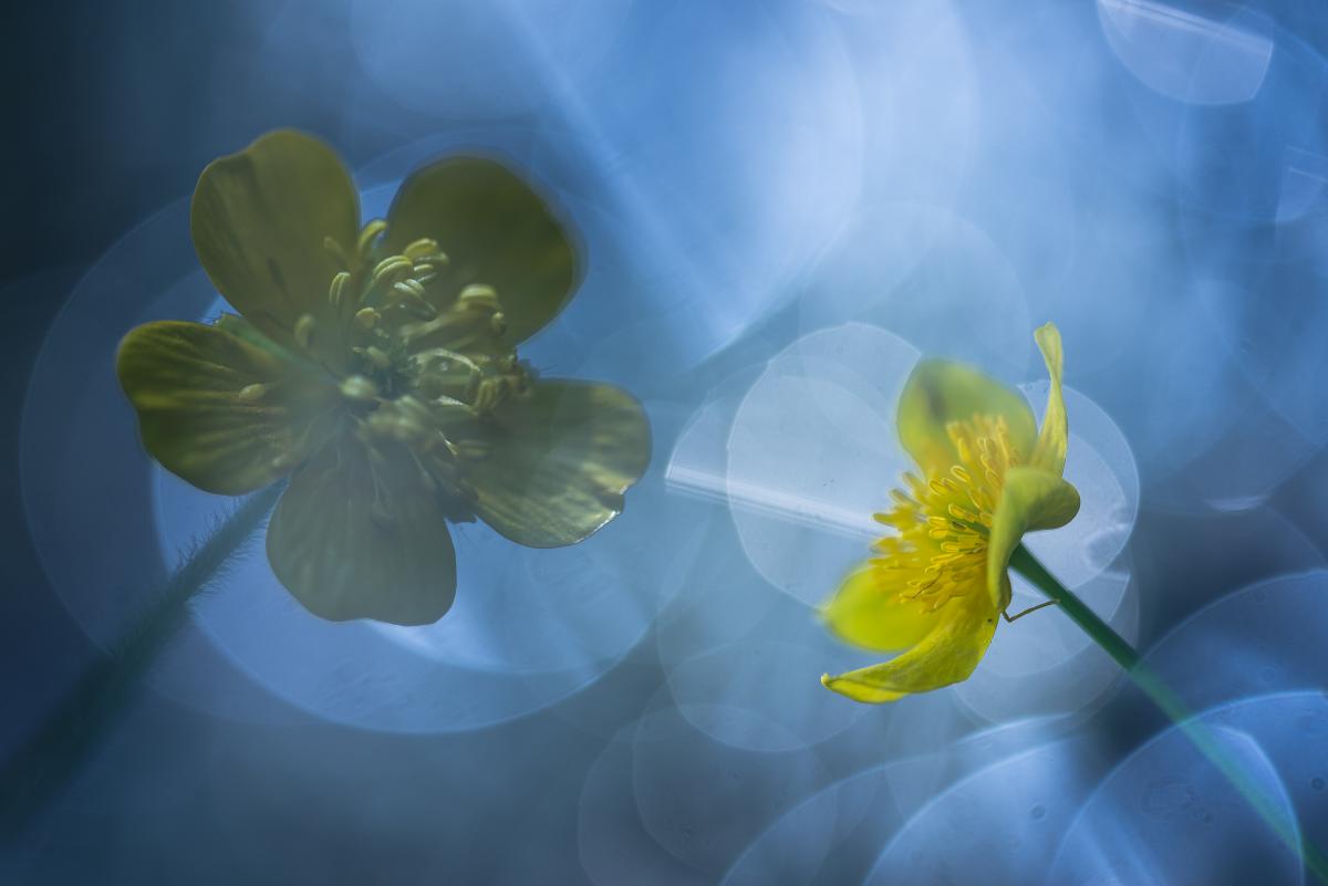 Darányiné Bakos Éva