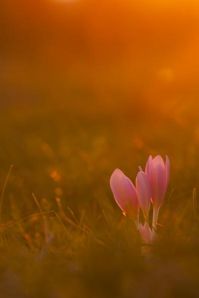 A lemenő nap fényében