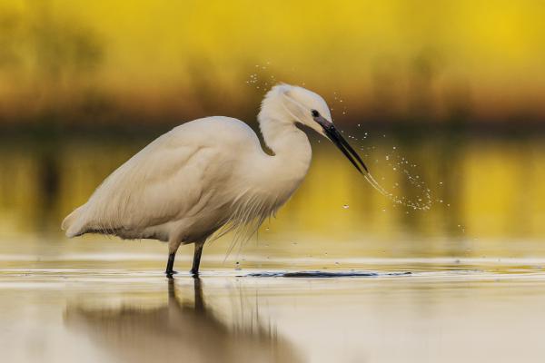 &#39;Énközpontú rendszer&#39;