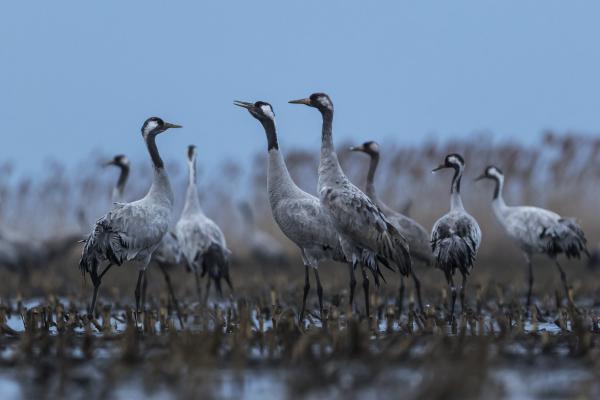 &#39;Krúgatás&#39;