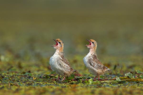 Éhesek vagyunk, enni akarunk!