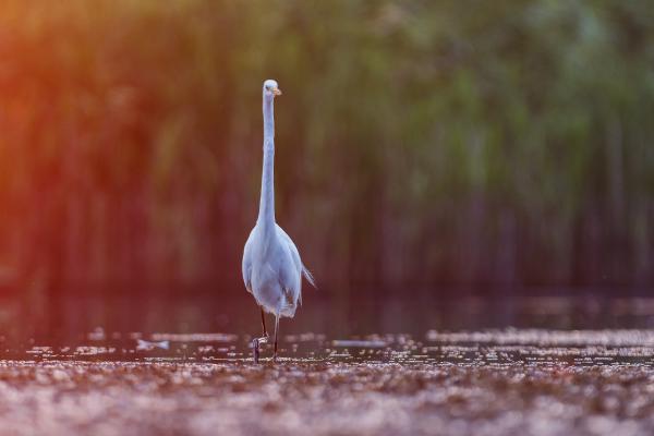 &#39;Piros-Fehér-Zöld&#39;