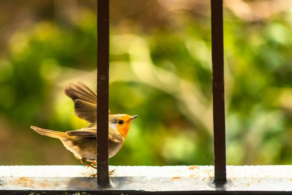 Szabadon a rácsokon kívül