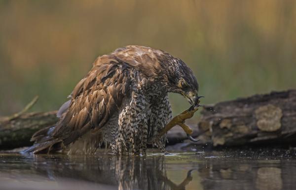 Fegyvertisztítás  /Héja/