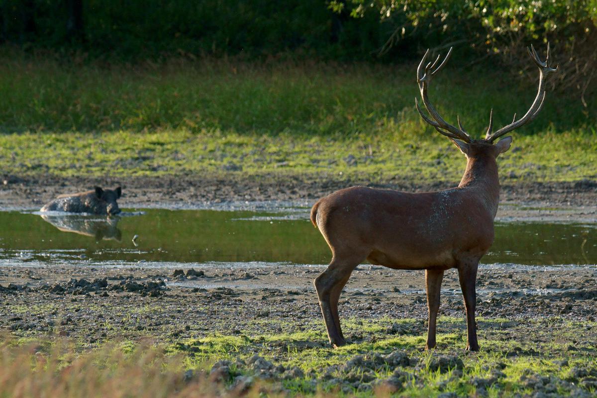 Kalmár Lajos Gábor