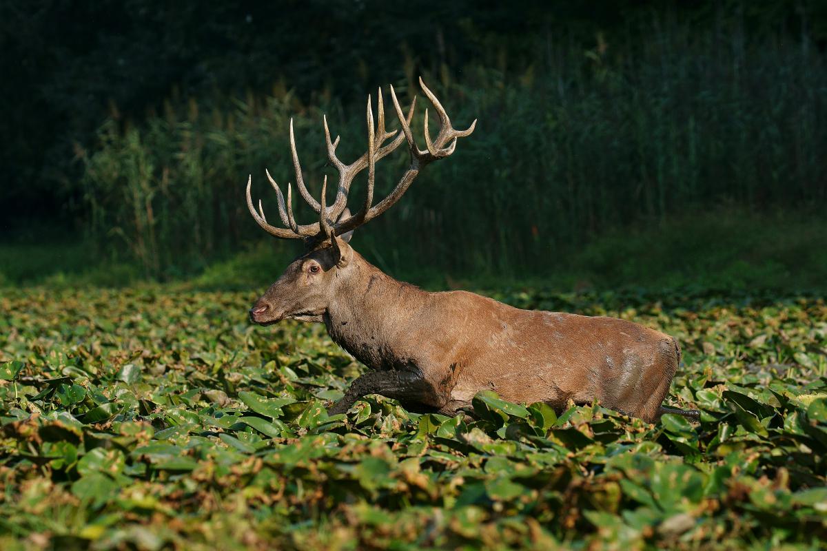 Kalmár Lajos Gábor