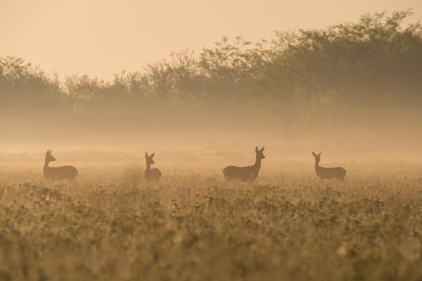 Kiemelkedő figyelem