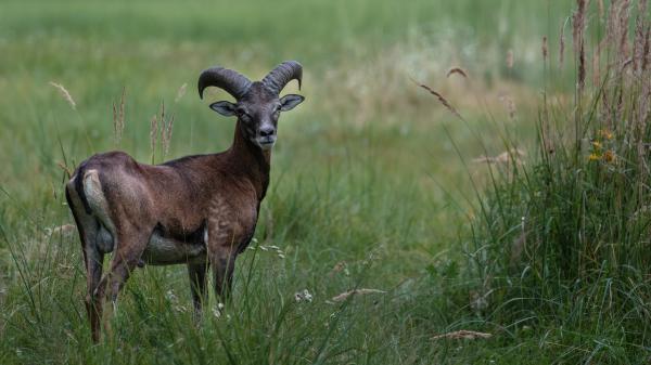 Különös találkozás