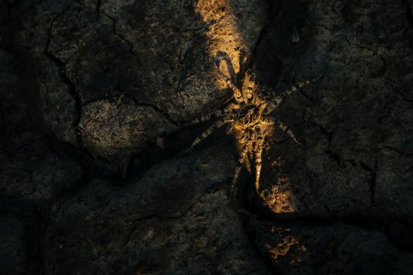 Szongáriai cselőpók