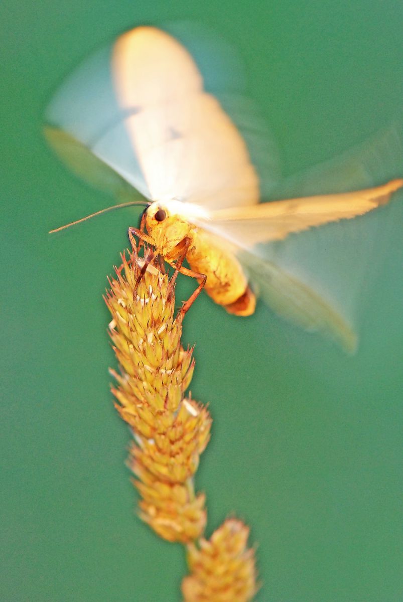 Gaál Zoltán Péter