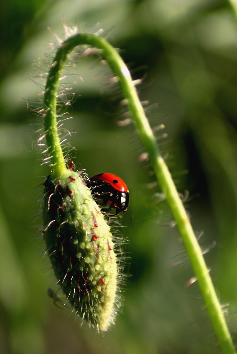 Laczkó-Magyar György