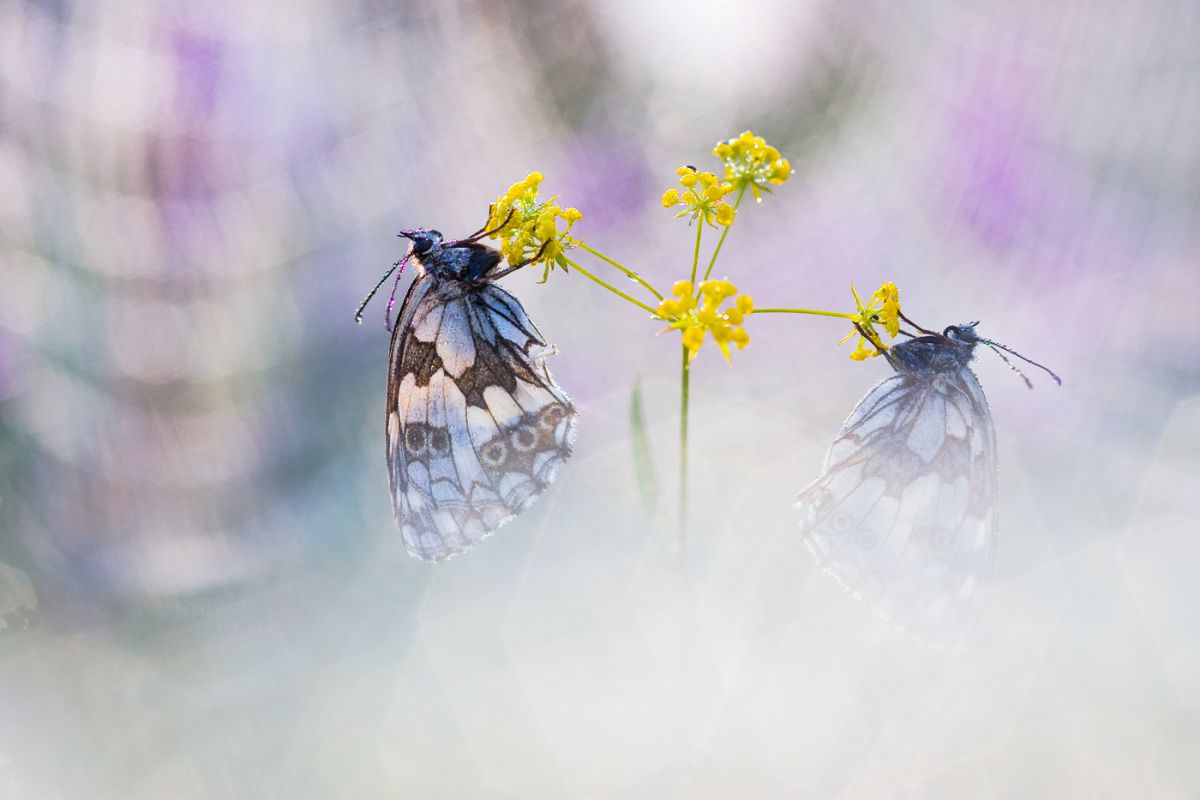 Sándor-Tóth Zsuzsanna