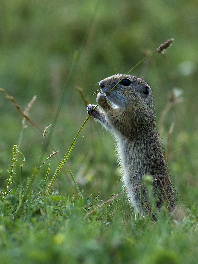 Násfayné Kőházi Mária