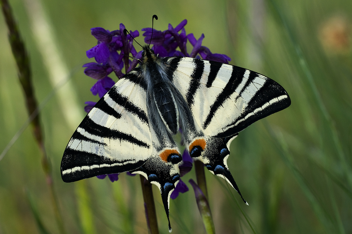 Násfayné Kőházi Mária