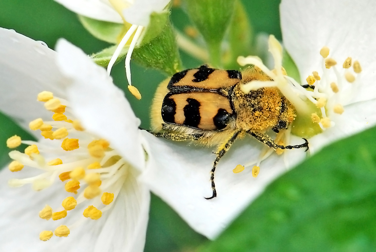 Gaál Zoltán Péter