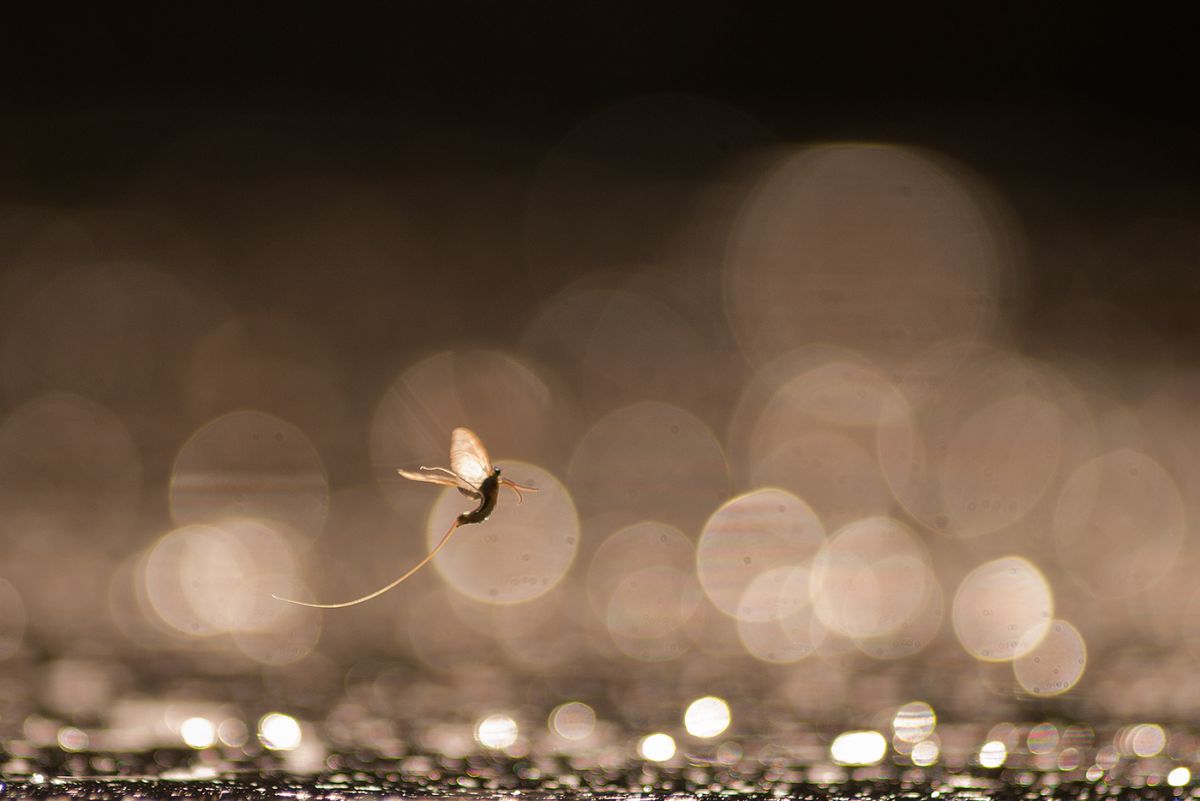 Ribényi Csaba Alfonz