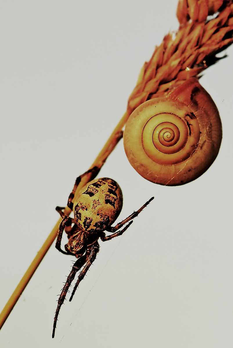 Gaál Zoltán Péter