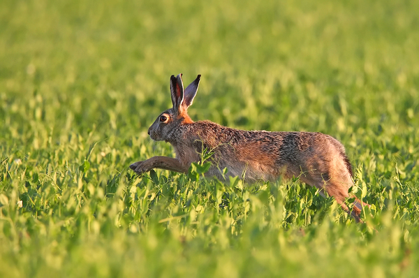 &quot;Nyuszi hopp&quot;