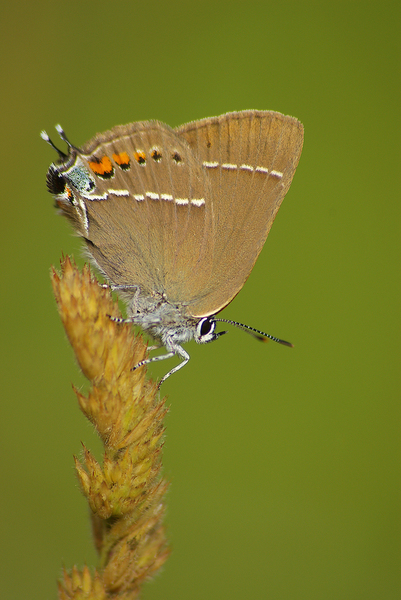 Kökény farkincás-boglárka