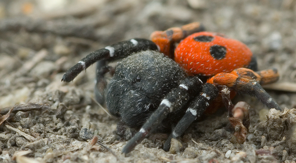 Eresus cinnaberinus