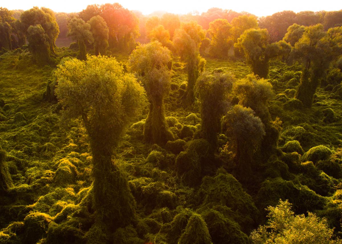 Koncz-Bisztricz Tamás