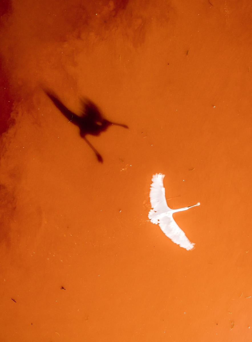 Koncz-Bisztricz Tamás