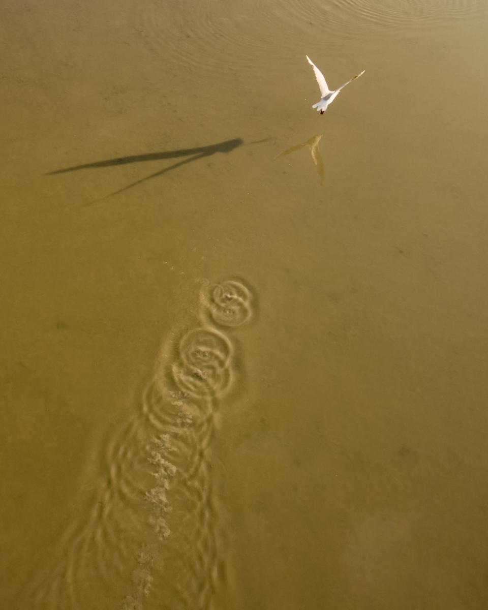 Koncz-Bisztricz Tamás