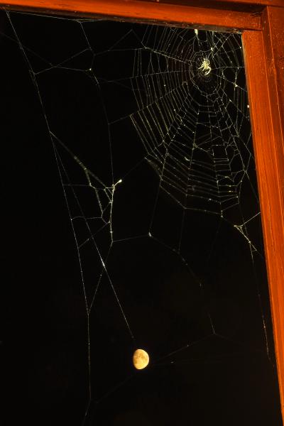 Pók a hátsó ablakból