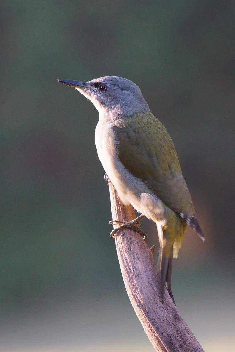 Kalmár Lajos Gábor