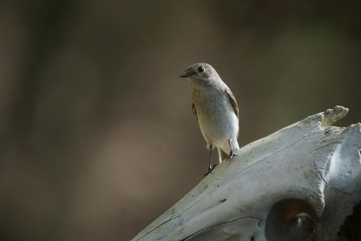 Kalmár Lajos Gábor