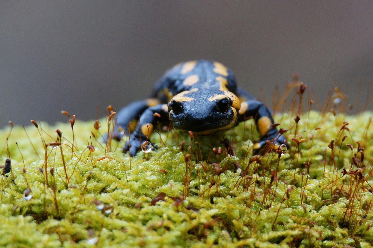 Kalmár Lajos Gábor