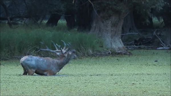 Szarvasbőgés Gemencen